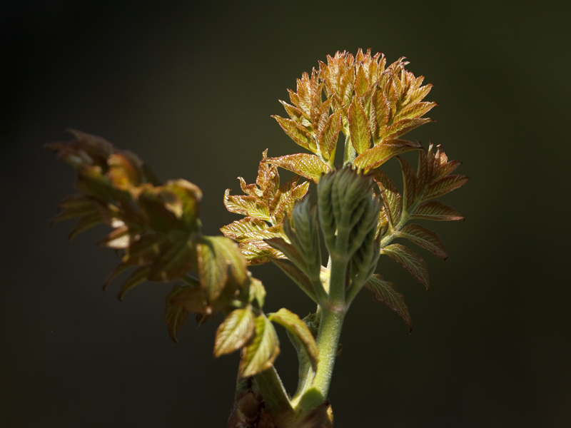 Aralea elata Aralea Japanese angelica tree